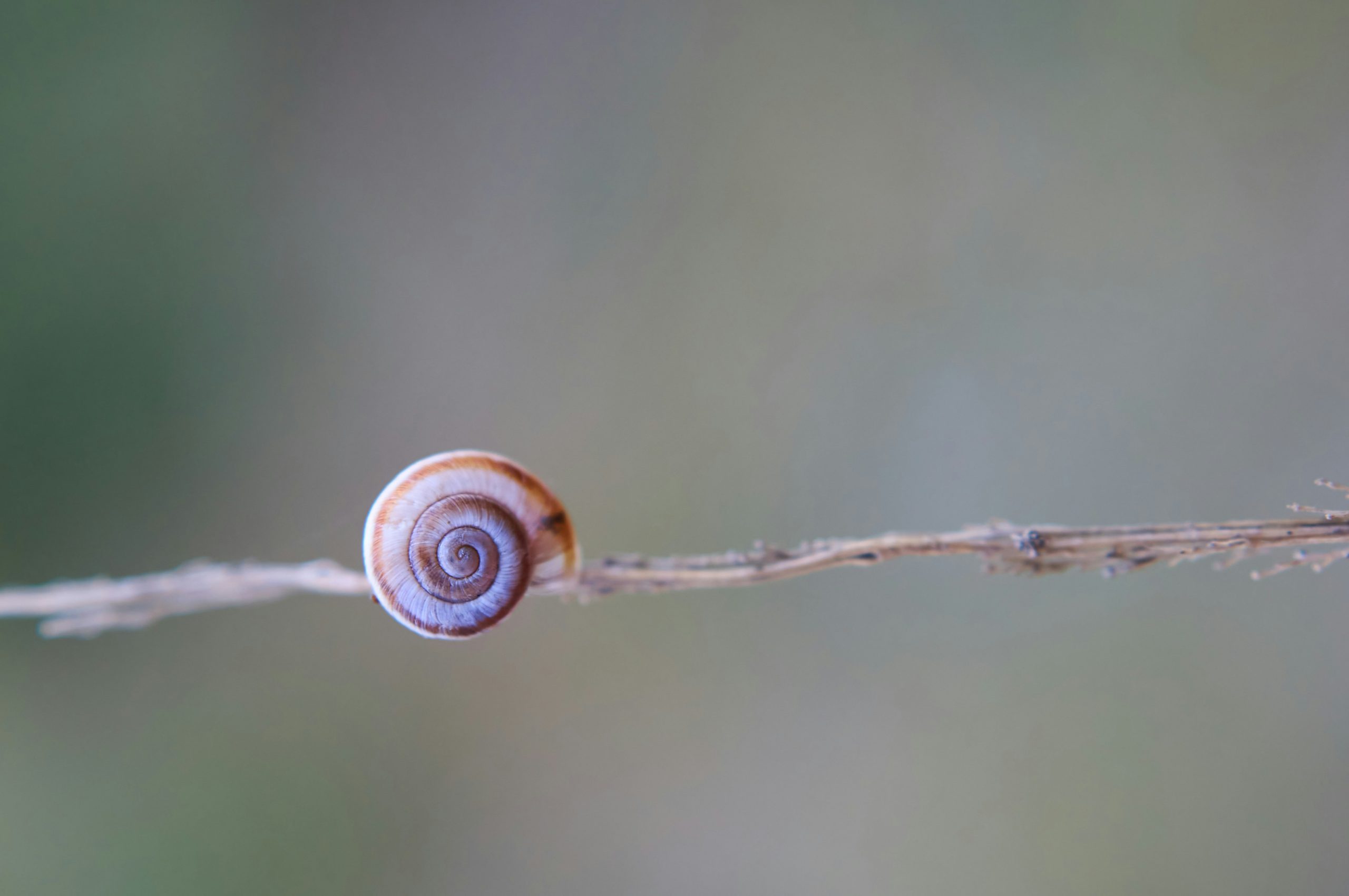 Unsplash/Wolfgang Hasselmann