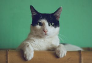 Unsplash/Manja Vitolić